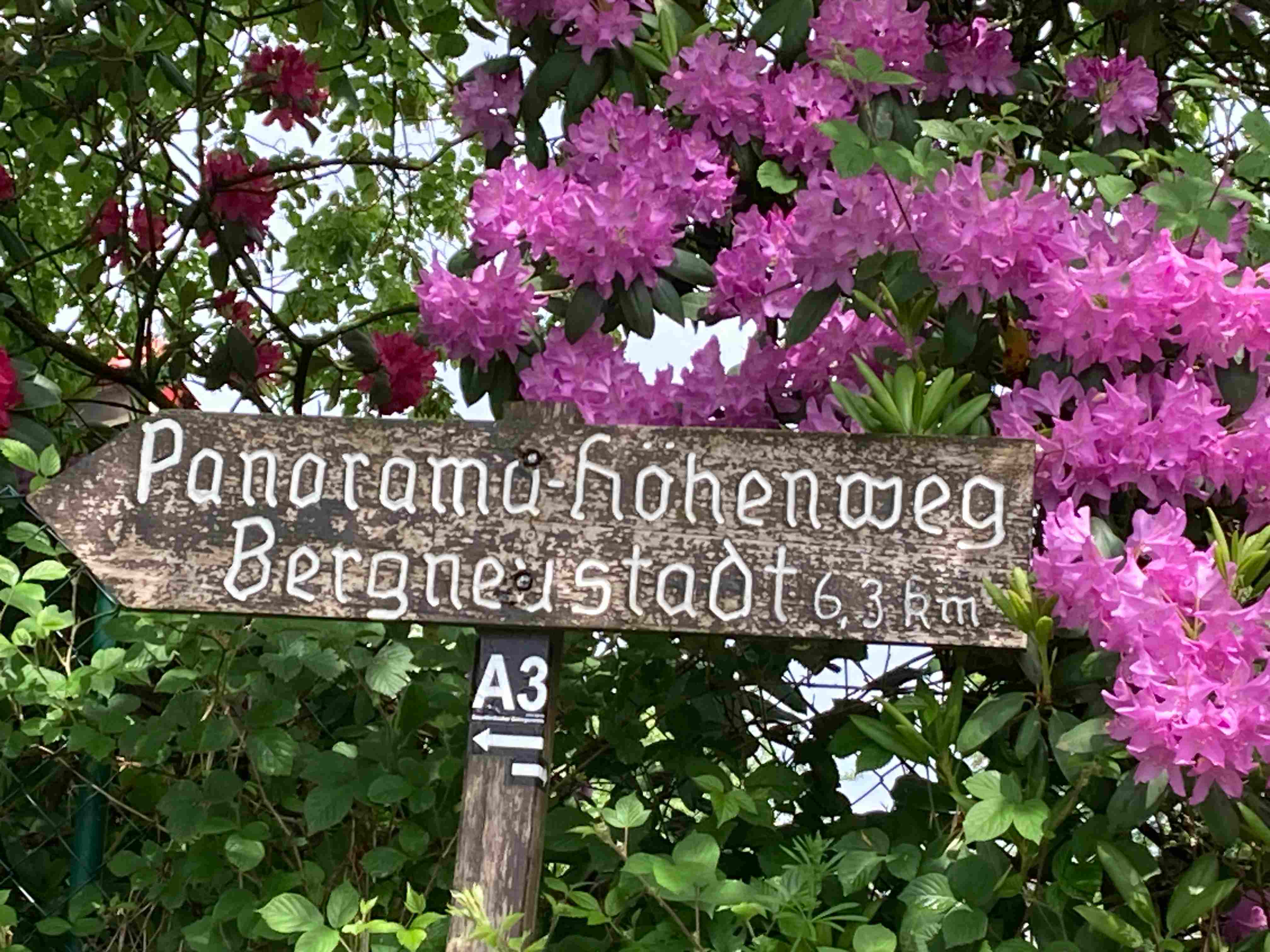 Ein Bild, das Baum, drau�en, Text, Schild enth�lt.

Automatisch generierte Beschreibung